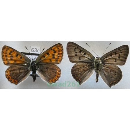 Lycaena tityrus (Poda, 1761) pair Slovenia63c